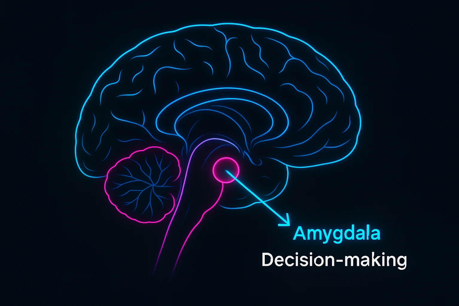A simplified diagram showing the brain, highlighting the amy